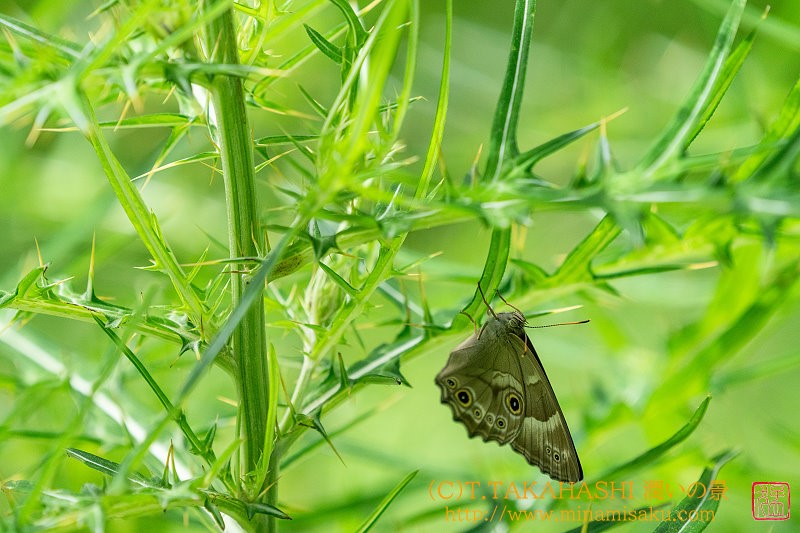 ../Images/7R240721 (68).jpg